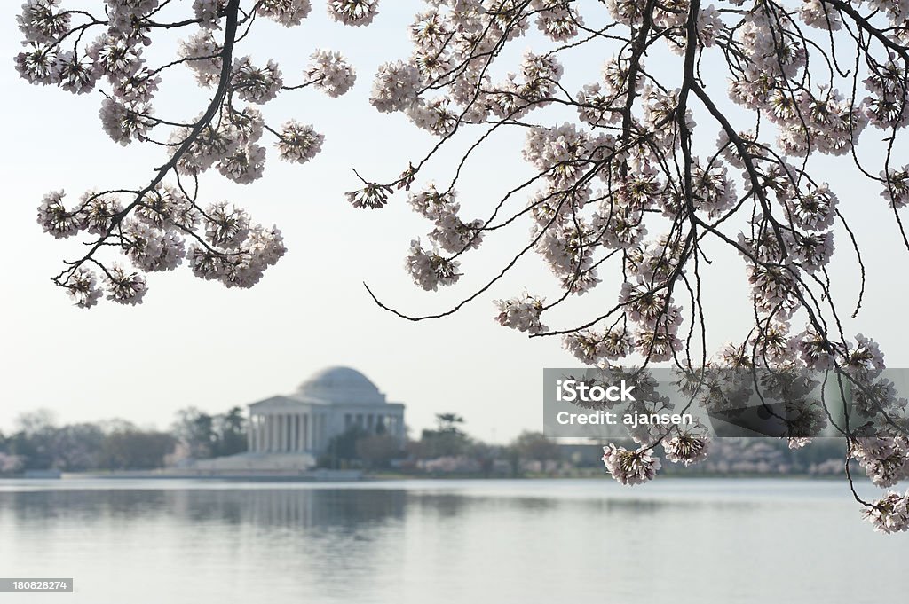 cherry blossom mit jefferson memorial out of focus - Lizenzfrei Baum Stock-Foto