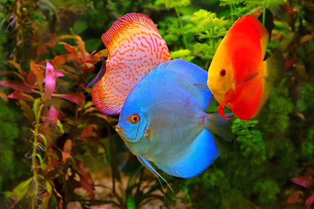 istock Discus (Symphysodon), multi-colored cichlids in the aquarium 180828359