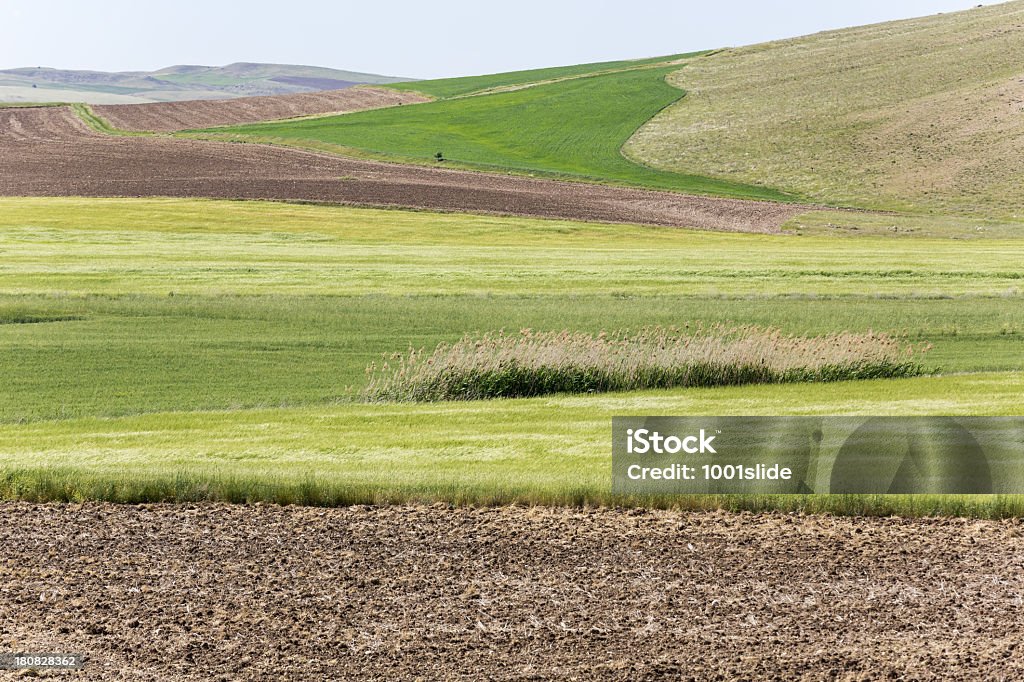 Campo verde e unplowed area - Foto stock royalty-free di Agricoltura