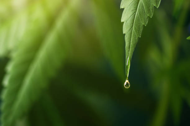 CBD oil dripping from hemp leaf. CBD oil extract. CBD oil dripping from hemp leaf. CBD oil extract. Medical cannabis sativa extraction. Hemp herbal medicine. cannabinoid stock pictures, royalty-free photos & images