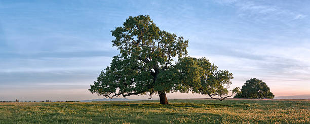 오크 사바나 캘리포니아 - valley oak 뉴스 사진 이미지