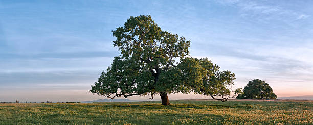 oak саванна в калифорнии - valley oak стоковые фото и изображения