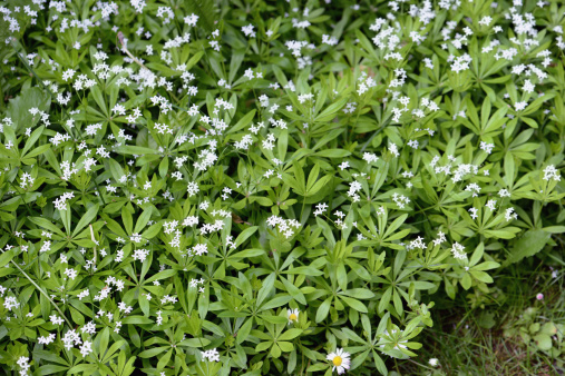 woodruff flower (Galium odoratum)
