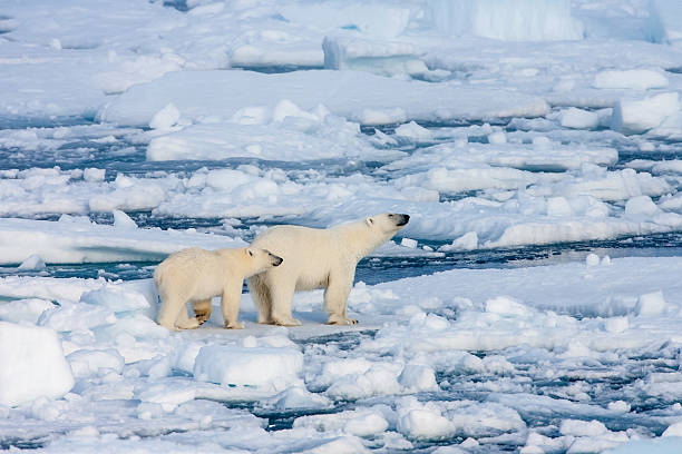 istock Two polar bears on ice floe surrounded by water. 180828707
