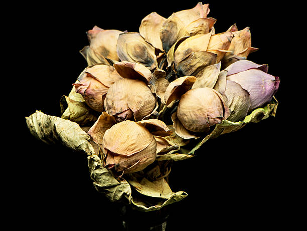 istock Dead Lotus Flowers 180828815