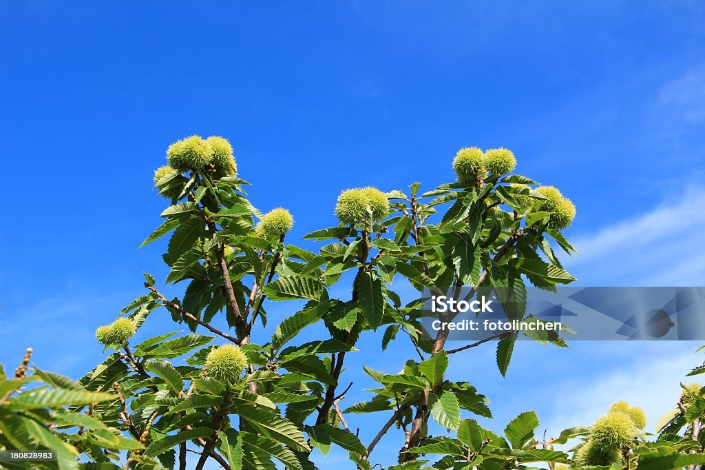 Kastanie tree - Lizenzfrei Buchengewächse Stock-Foto