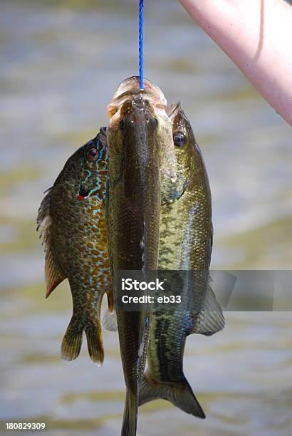 Foto de Peixe e mais fotos de stock de Encurralado - Encurralado, Fotografia - Imagem, Pegar