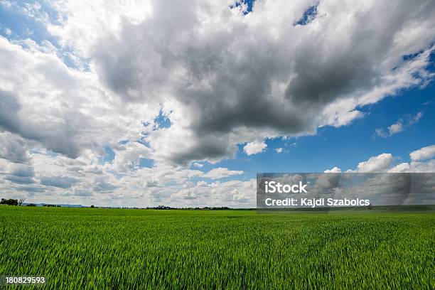 Photo libre de droit de Terres Cultivables banque d'images et plus d'images libres de droit de Agriculture - Agriculture, Arbre, Champ