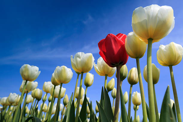 istock one red tulip in a field of white tulips 180829649