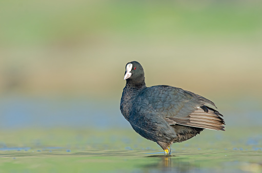 Eurasian Coot (Fulica atra) cleaning its feathers in the lake.