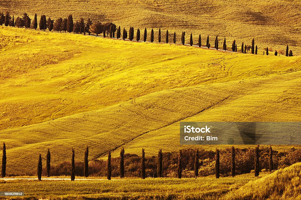 Krajobraz falisty z Cypress drzew, Toskania, Włochy - Zbiór zdjęć royalty-free (Bez ludzi)