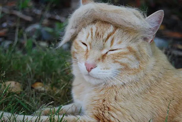 How to turn an ordinary house cat into Donald ....just add a fur toupee!