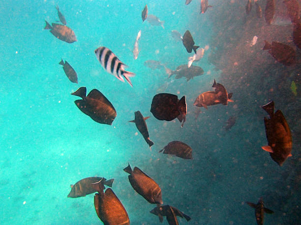 istock snorkeling in the red sea 180829932