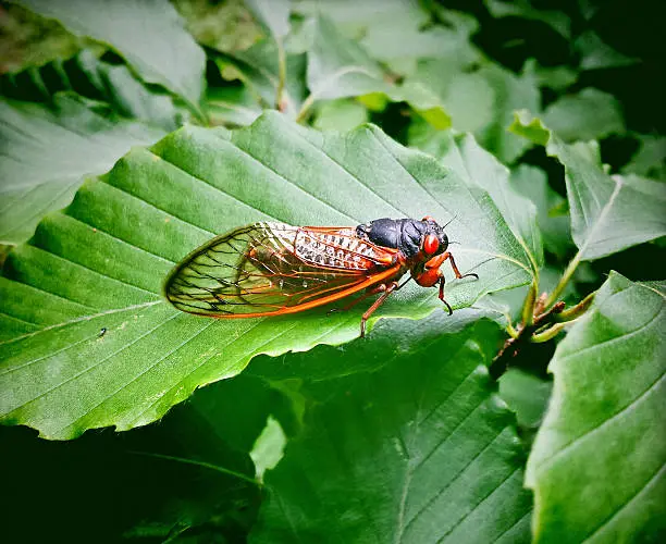 "Seventeen Year Cicada On A Leaf From Virginia, USA.Shot with cell phone."