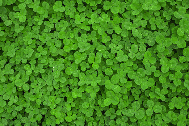 clover leaf background stock photo