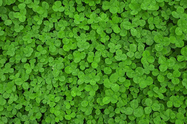 Photo of clover leaf background