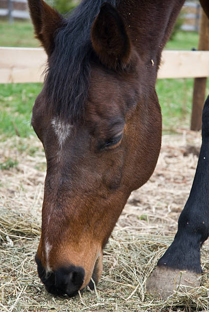istock Beautiful brown horse eating hay 180830038
