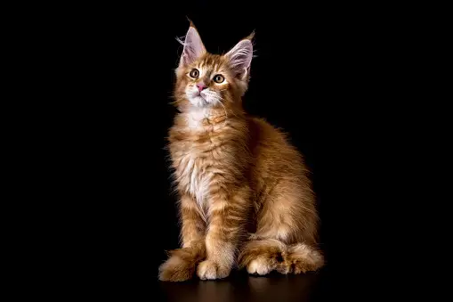 Maine Coon Cat Pictures | Download Free Images on Unsplash