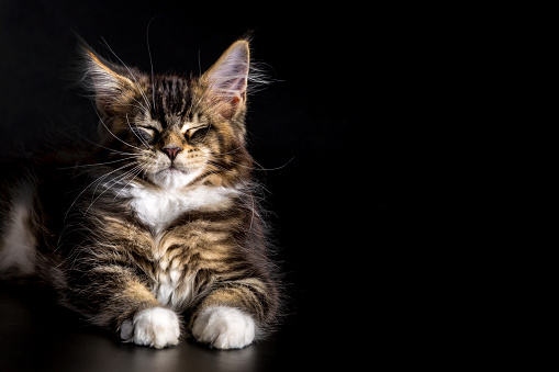 Cute classic black tabby Maine Coon cat kitten, sitting facing front.A big cat.Isolated on black background.