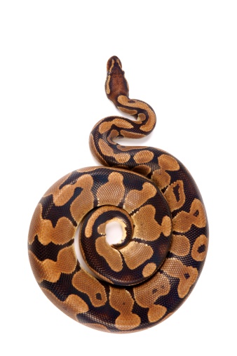 Python regius on white background, it is also known as royal python or ball python