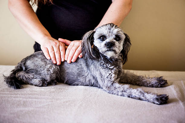 Alternative Medicine Reiki Healing On An Animal Stock Photo - Download  Image Now - Reiki, Energy Medicine, Dog - iStock