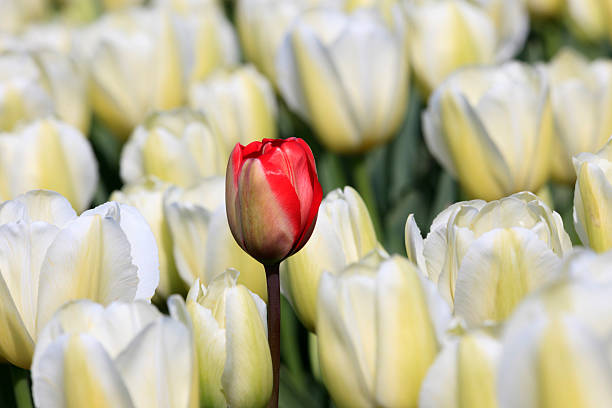 istock single red tulip in a field of white tulips 180830594