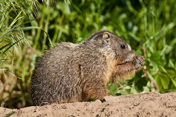 Yellow Bellied Marmot Eating The Yellow-Bellied Marmot (Marmota flaviventris) dominates the "desert" of central and eastern Washington. Marmots are mainly herbivorous. Their diet consists of grasses, berries, lichens, mosses, roots, and flowers. This marmot was photographed in at Palouse Falls State Park near LaCrosse, Washington State, USA. jeff goulden washington state desert stock pictures, royalty-free photos & images