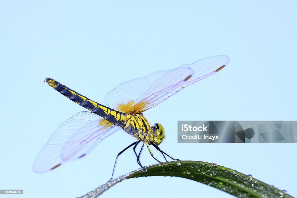 Hermoso libélula - Foto de stock de Abdomen libre de derechos