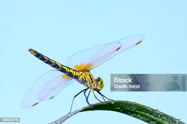 Piękne Dragonfly - zdjęcia stockowe i więcej obrazów Biologia - Nauka - Biologia - Nauka, Bliskie zbliżenie, Brzuch