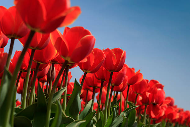 istock low angle view of red tulips in full bloom 180830798