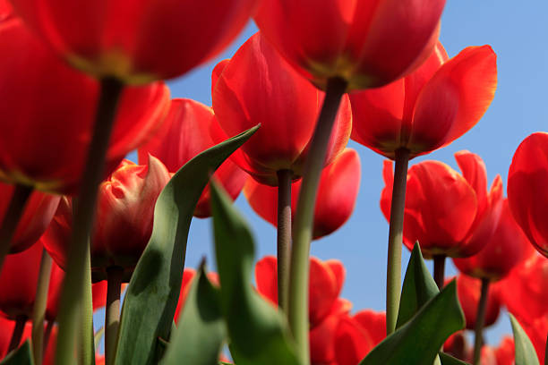 istock low angle view of red tulips in full bloom 180830801