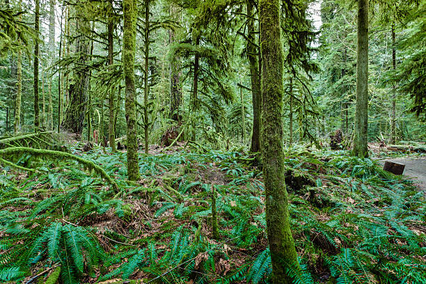 istock Cathedral grove forest trees and ferns 180831047