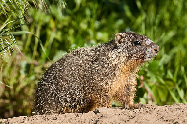 żółty świsty - groundhog animal animal behavior beauty in nature zdjęcia i obrazy z banku zdjęć