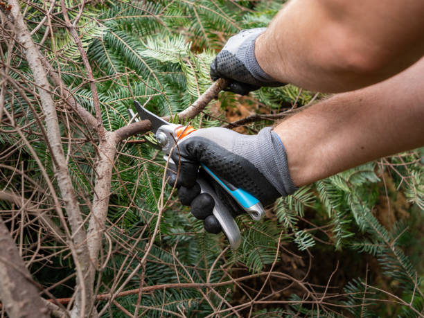 istock Cutting a Twig of a Tree with a Secateurs 1808311830