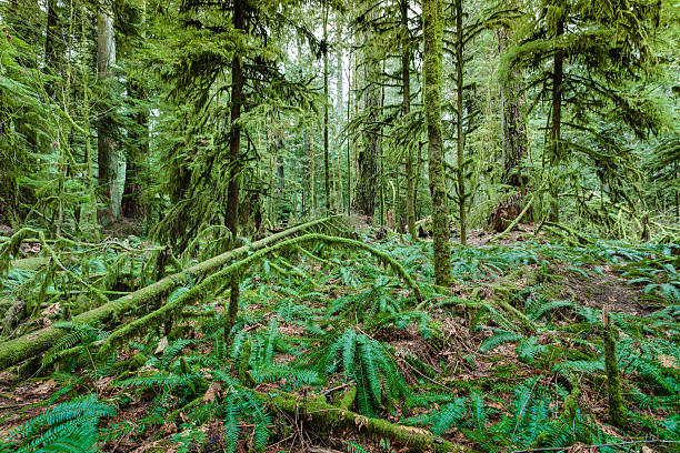 Catedral grove bosque detalle - foto de stock