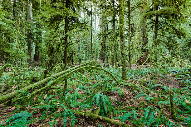 istock Cathedral grove forest detail 180831237