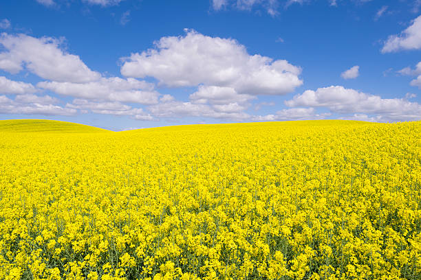 Canola or rape fields with blue sky and clouds (XXXLarge) Typical yellow rape filed in the Swedish countryside. canola growth stock pictures, royalty-free photos & images