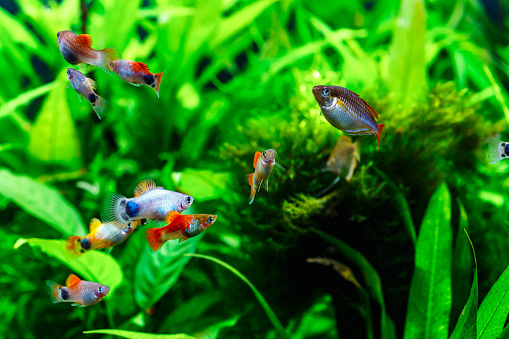 Stock photo of freshwater tropical aquarium with Leopold's angelfish (Pterophyllum leopoldi) in Amazon River landscaped fish tank.