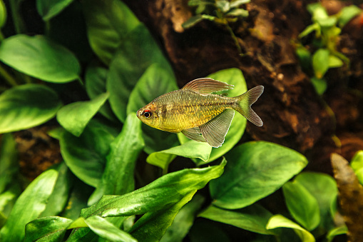 A green beautiful planted tropical freshwater aquarium with fishes.Natural and beautiful Moenkhausia pittieri - Diamond tetra, with water plants.