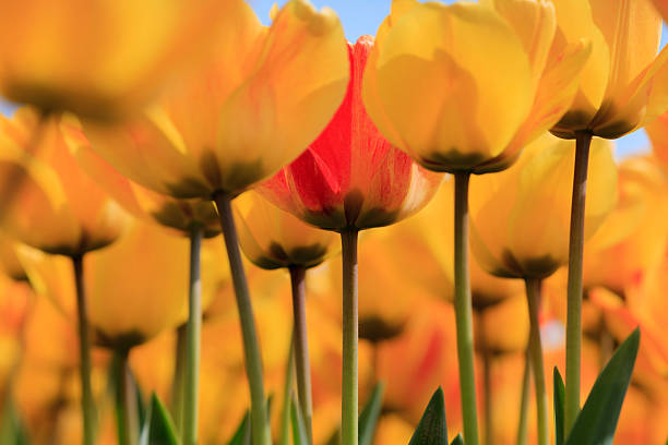 istock low angle view of blooming orange and red tulips 180832360