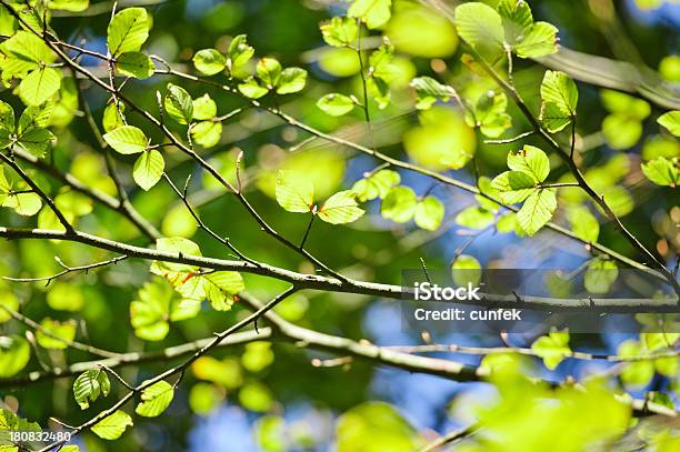 Fresh Leaves Stock Photo - Download Image Now - Backgrounds, Beauty In Nature, Beech Tree