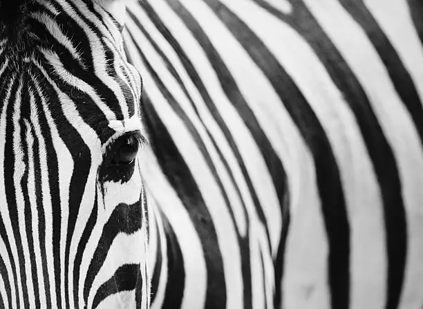 Close-up Portrait of Zebra