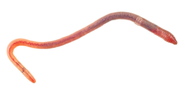 istock Animal earthworm isolated on a white background, top view. 1808325964