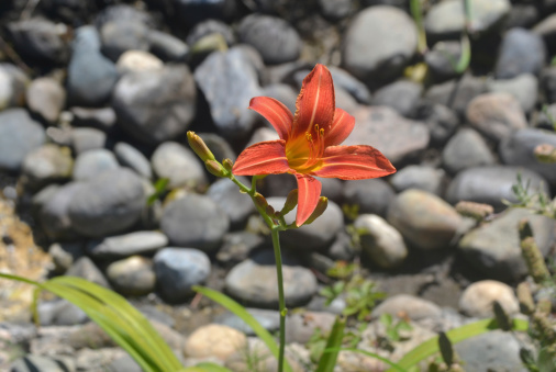 Day lillies are rugged perennial plants that endure for many years with little or no care.