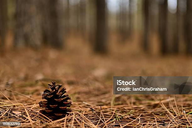 Pinha - Fotografias de stock e mais imagens de Agulha - Parte de planta - Agulha - Parte de planta, Canadá, Floresta