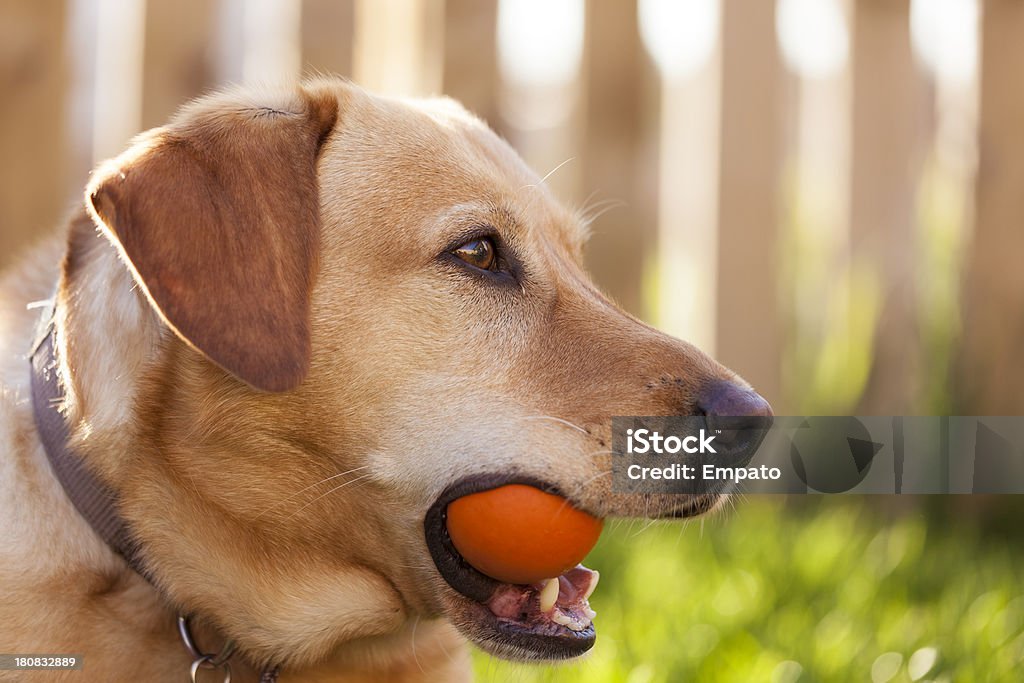 Labrador giocando fetch. - Foto stock royalty-free di Ambientazione esterna