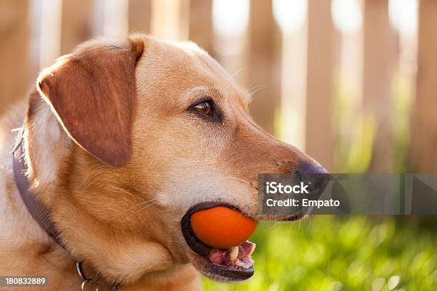 Foto de Labrador Tocando Fetch e mais fotos de stock de Animal - Animal, Bola, Cão