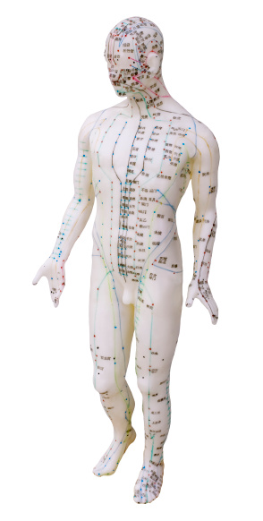 The somatic nervous system (SNS) includes all nerves that run to and from the spinal cord 3d illustration