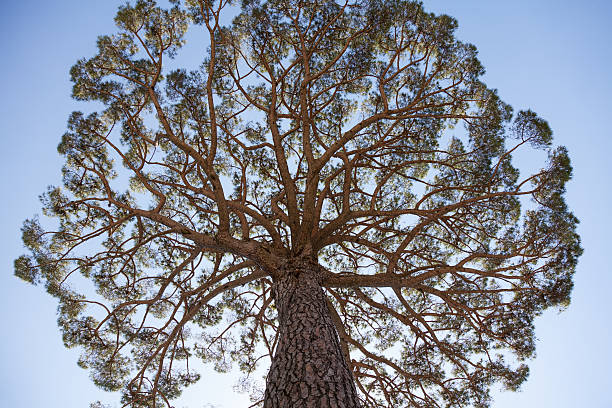Looking up to the treetop of a gigantic mediterrean stone pine.
