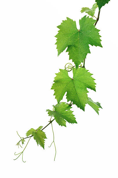 Grape leaves stock photo